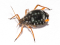 Pterocomma salicis